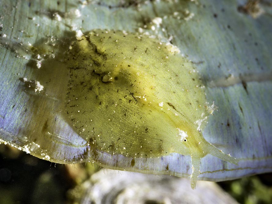 Petalifera sp. A